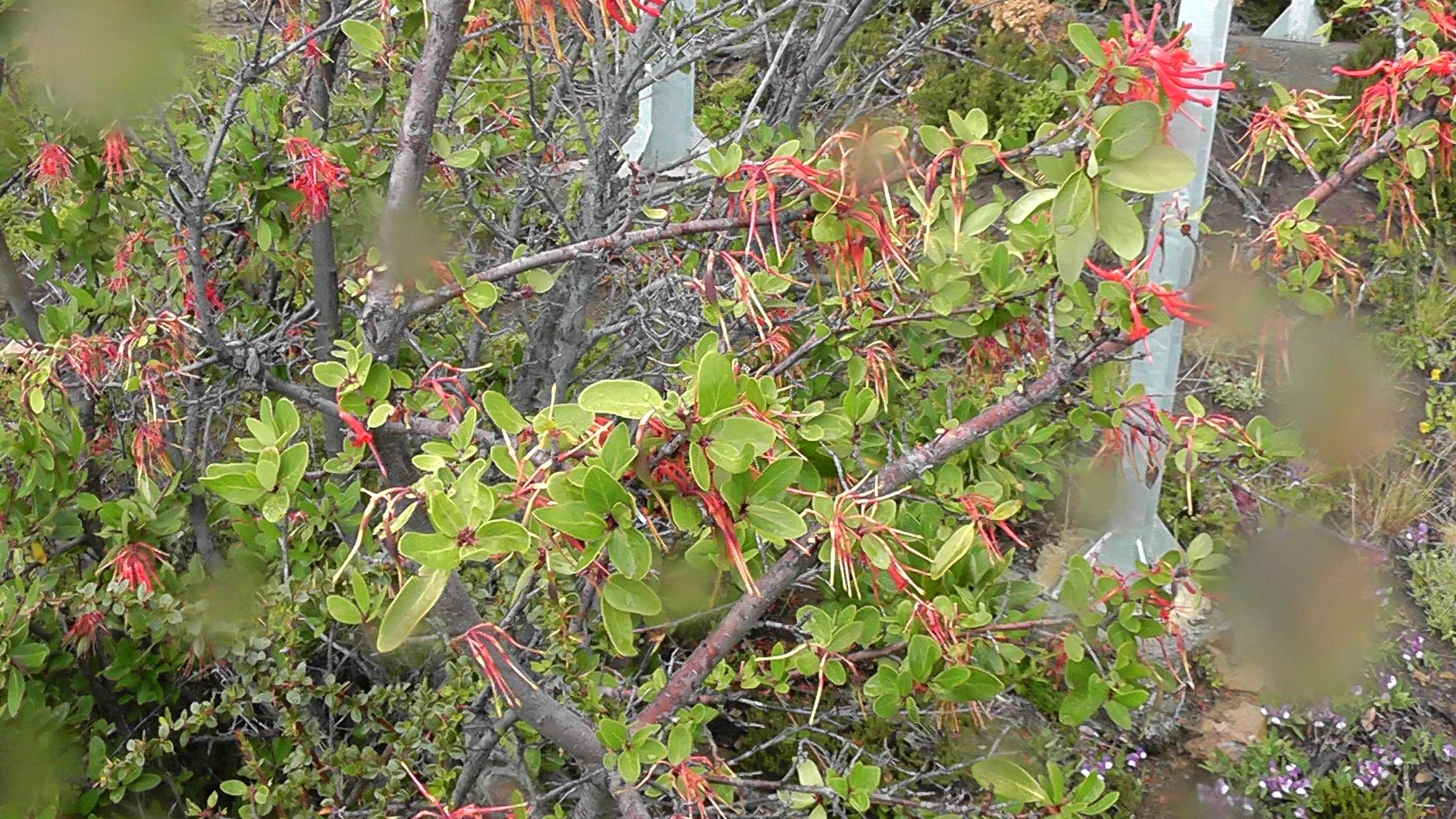 Flores diferentes...