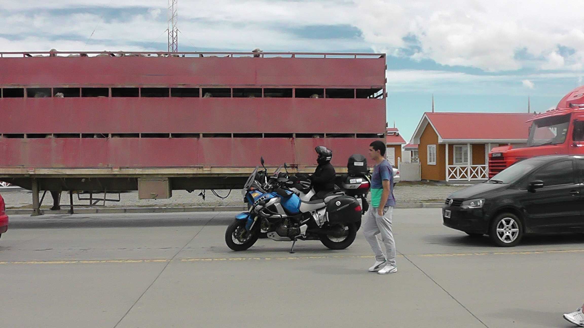 Aguardando o Ferry ao lado de muitos cordeiros Patagonicos