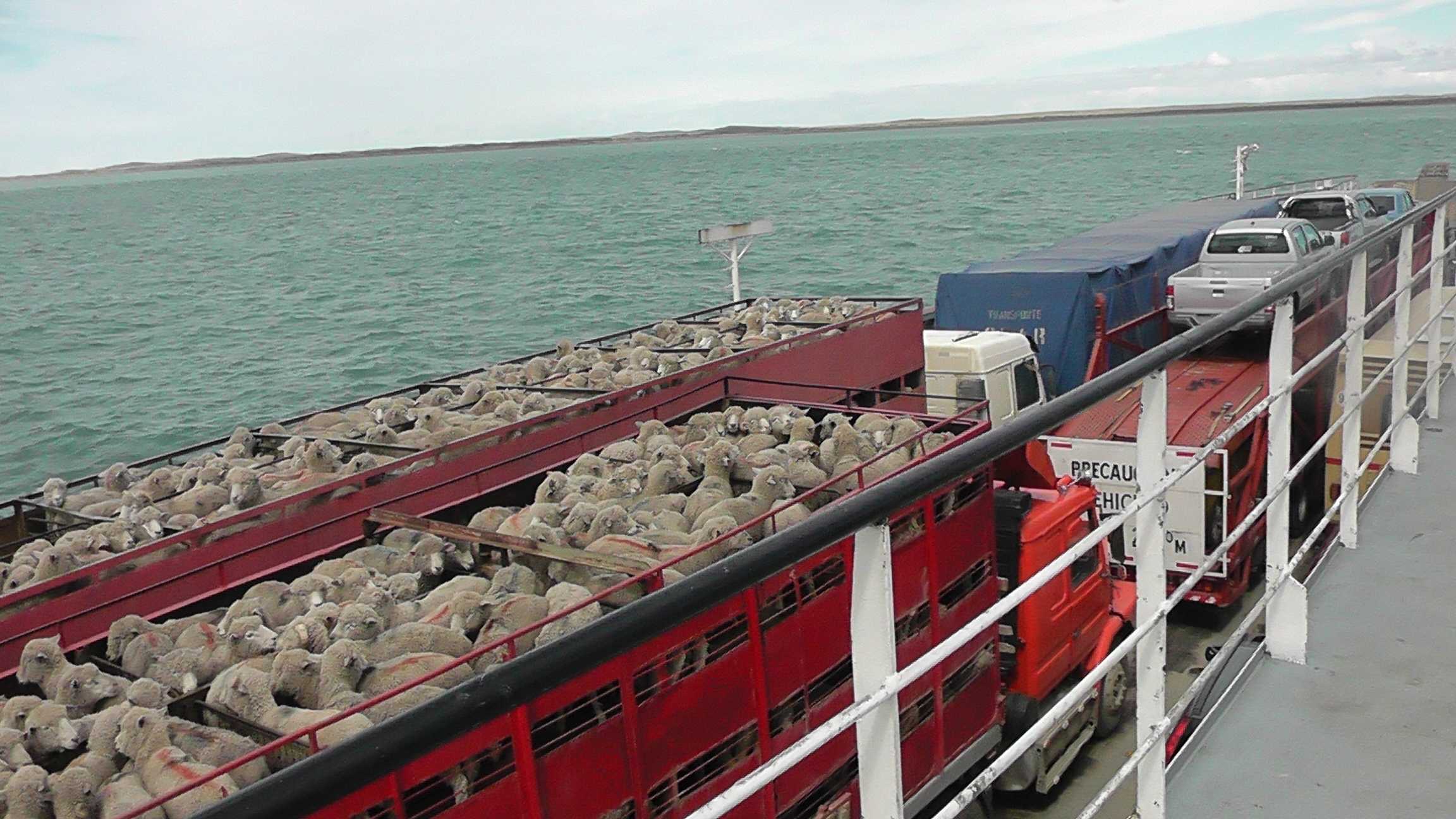 Os cordeiros patagônicos em três andares 