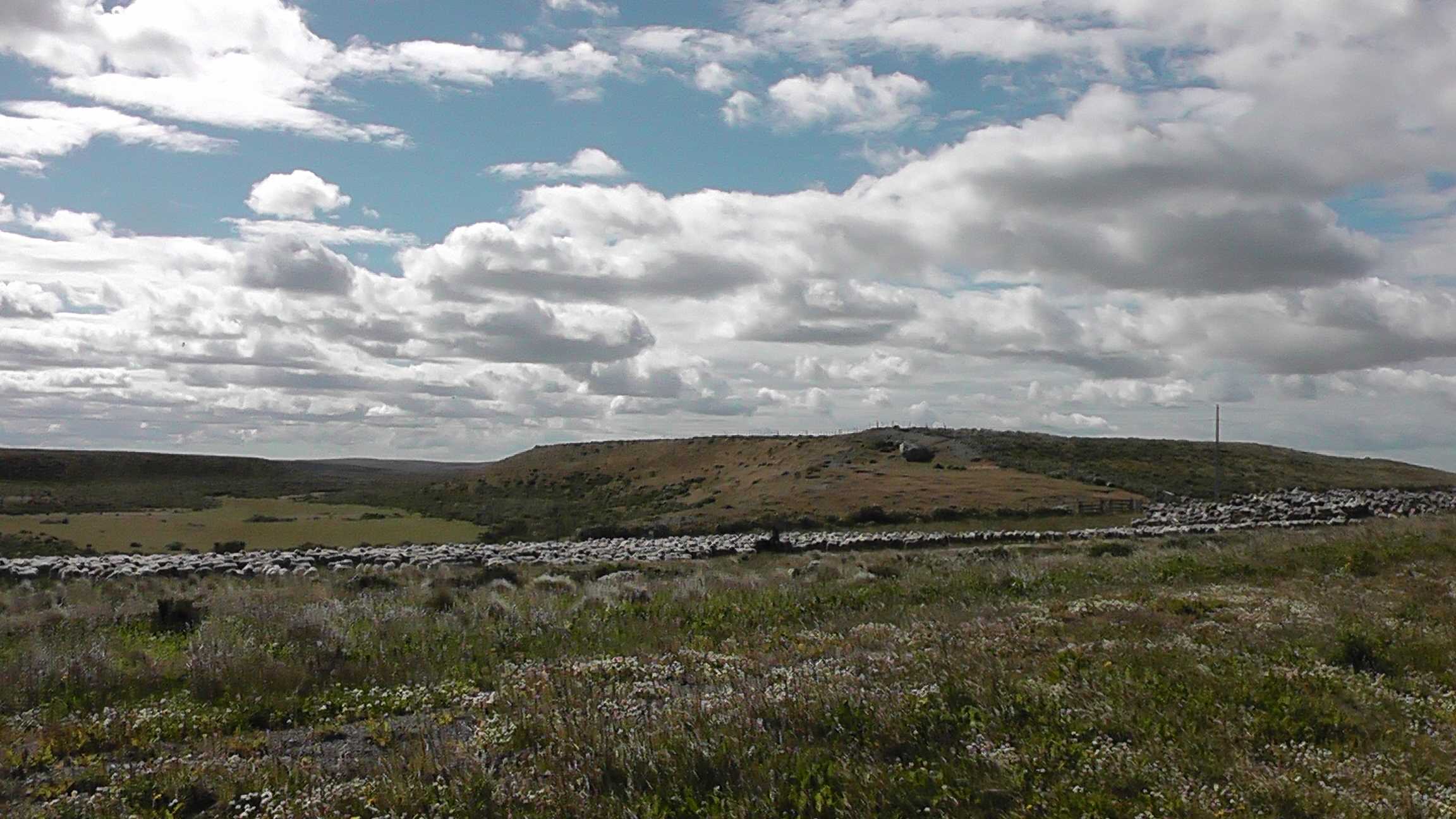 O rebanho sem fim...