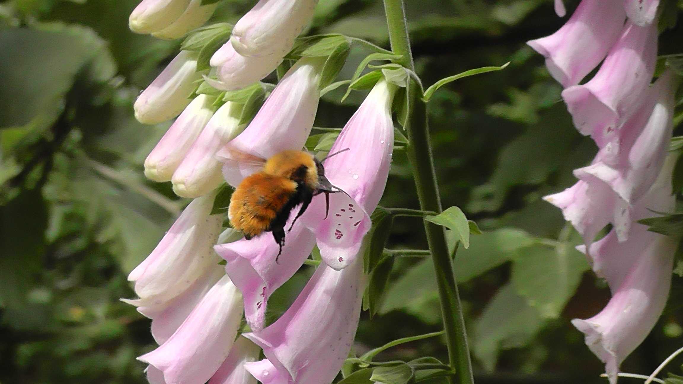 Visita no Jardim externo - I