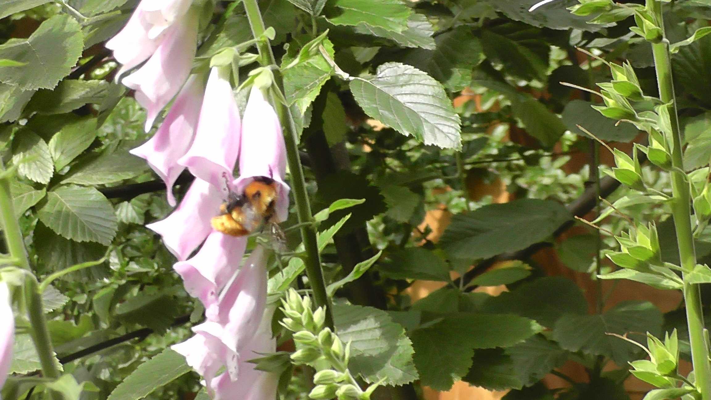 Visita no Jardim externo - IV