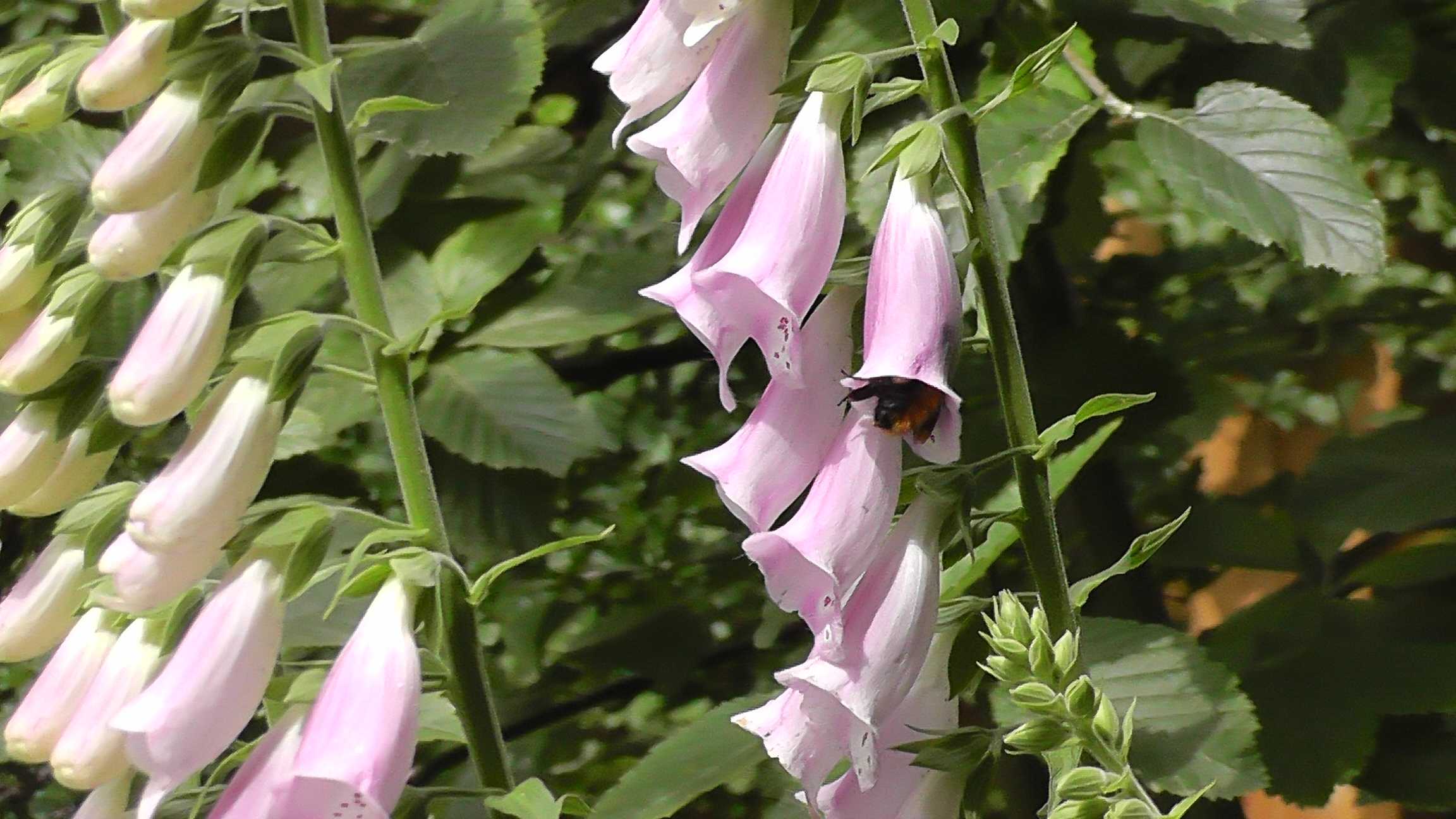 Visita no Jardim externo - V