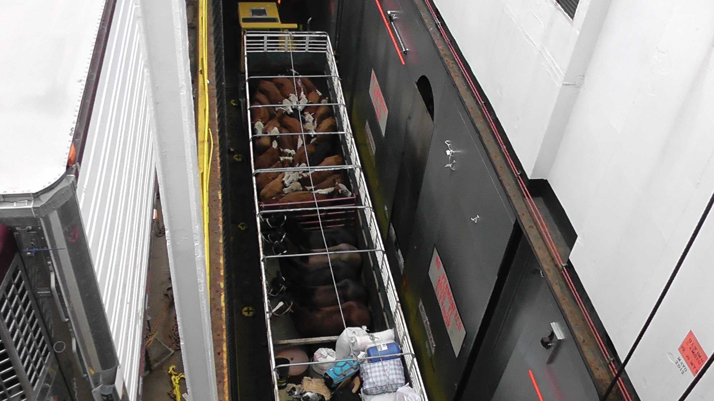 Carga mista - Bovinos, equinos e caninos...