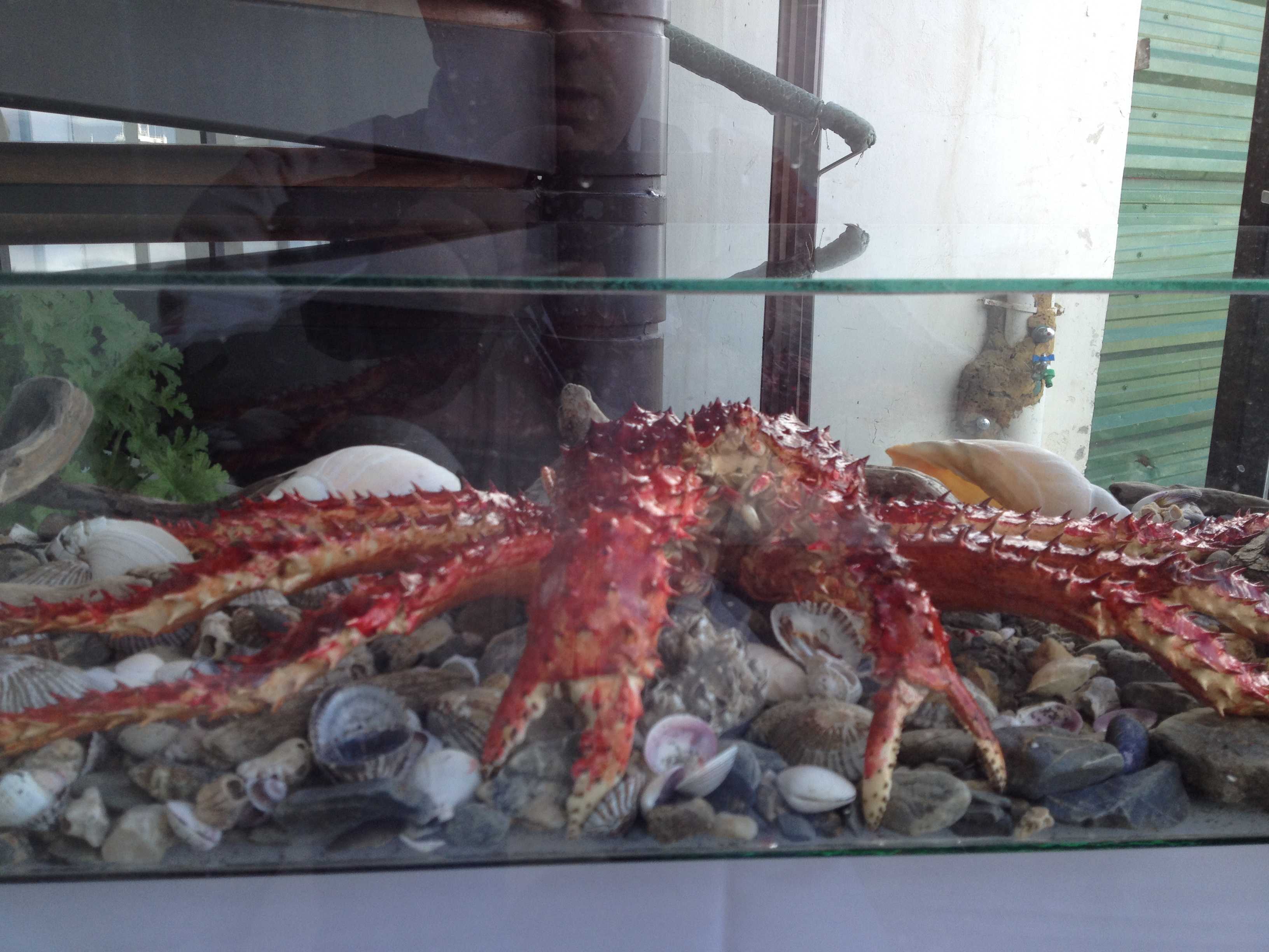 Outra hora venho comer uma destas centolhas...