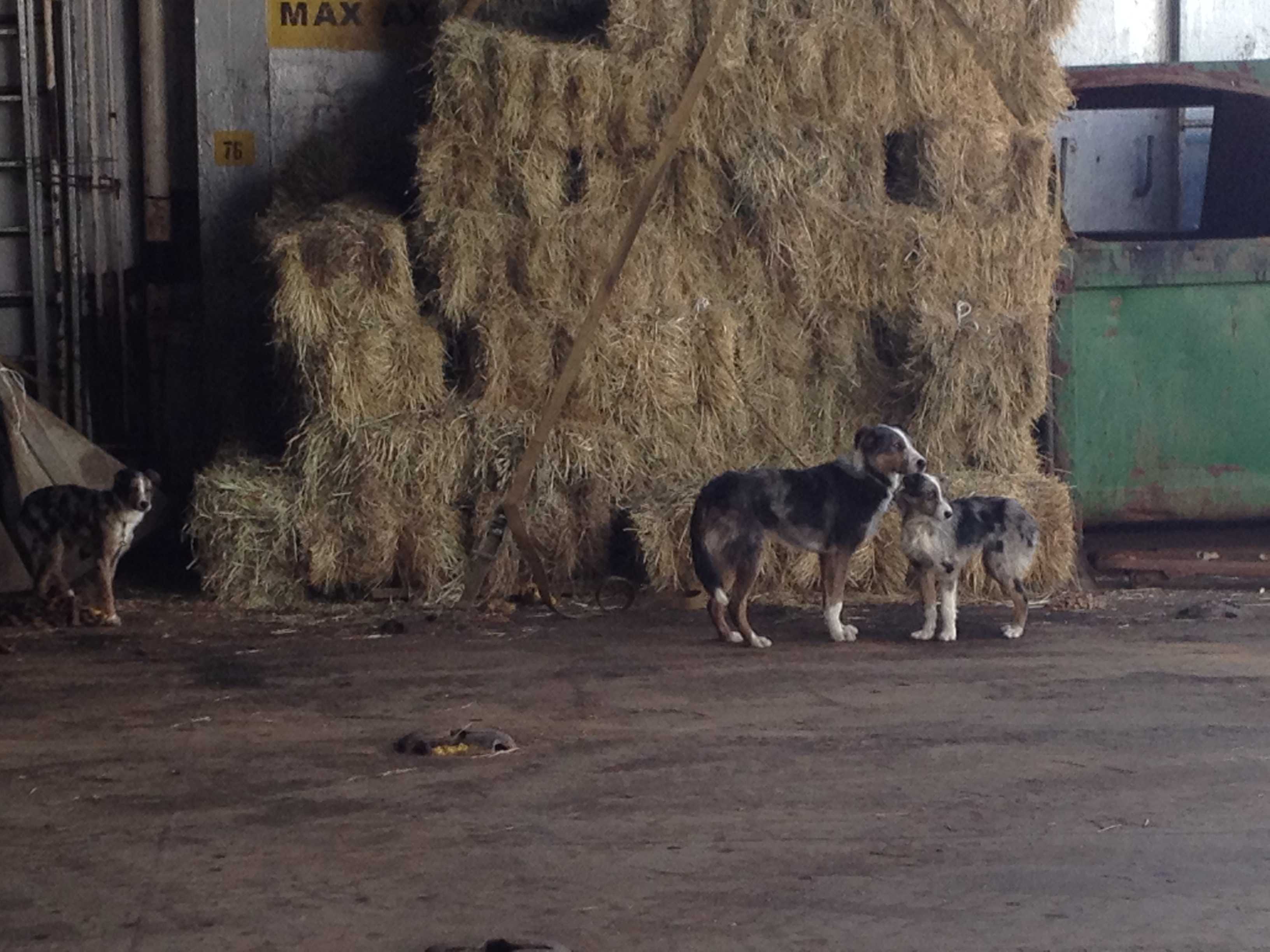Os Cães desceram do caminhão e fazem a viagem junto ao feno.