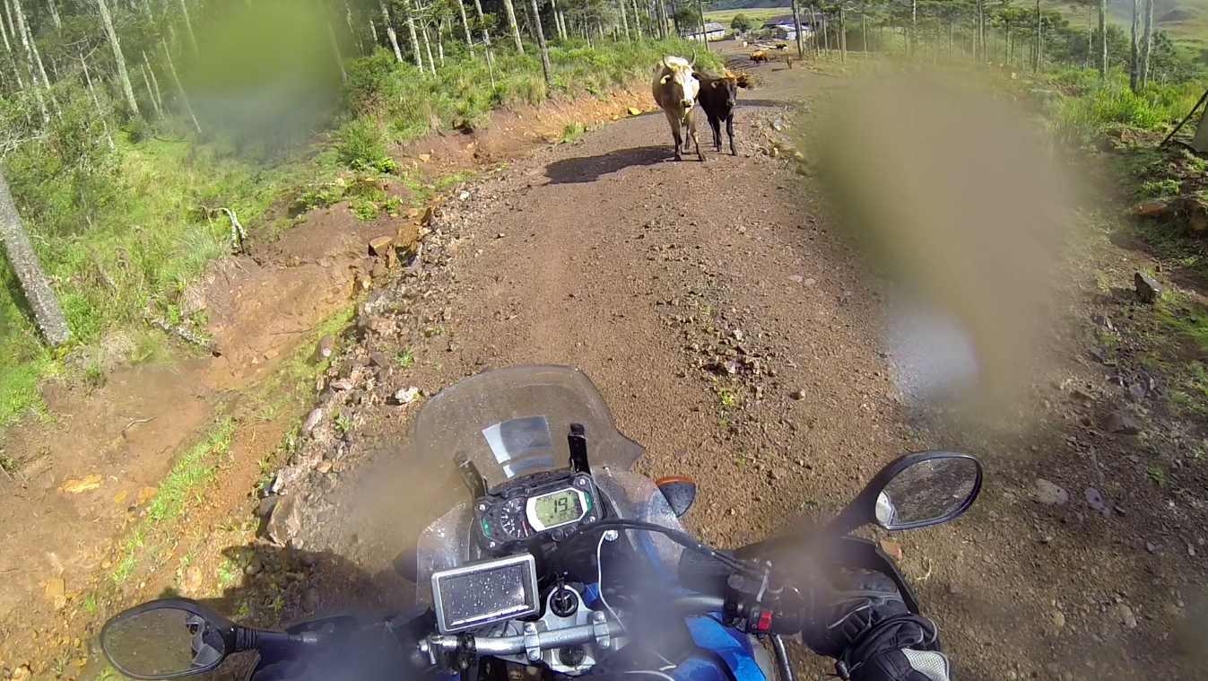 Ops... Animal na estrada