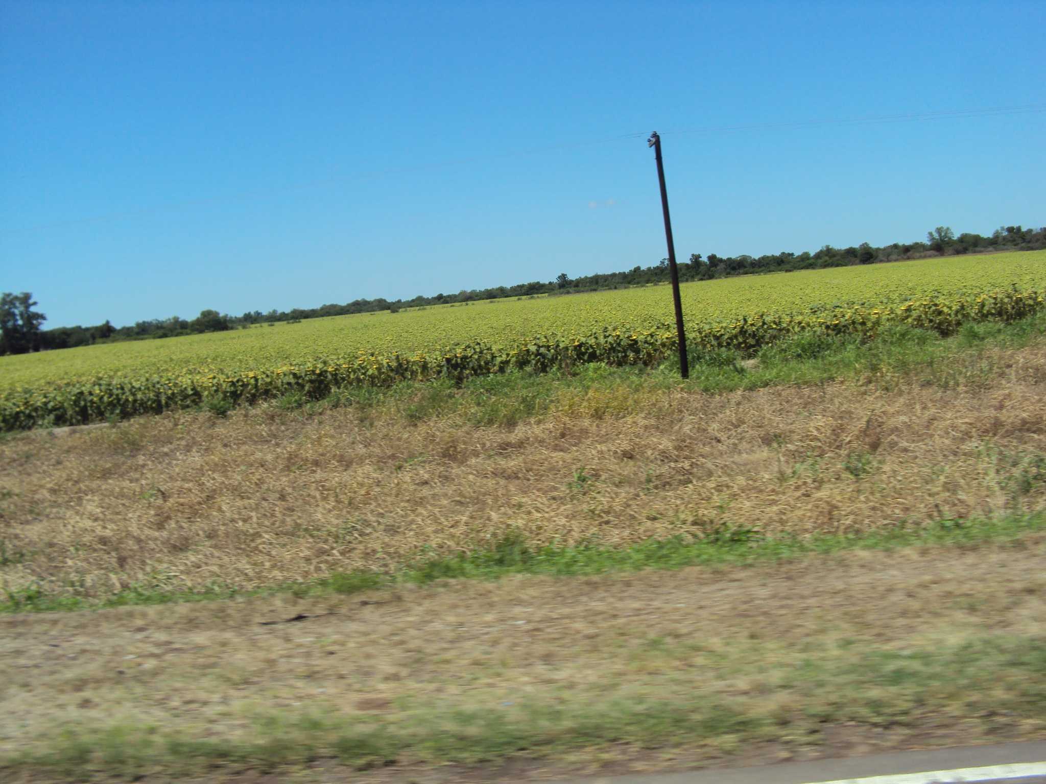 Plantação de Girassol