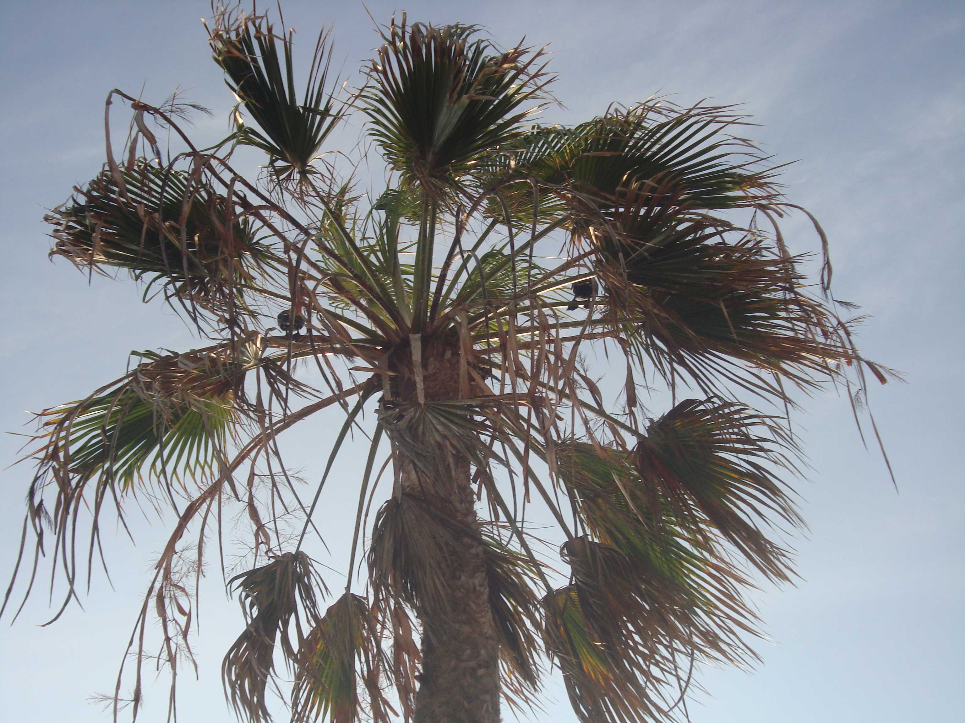 Esta aves (tipo um pato preto) eram um risco aos transeuntes...